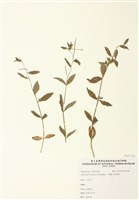 藏品(黑龍江柳葉菜)的圖片